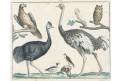 Pštros a Kakadu, kolor. mědiryt, 1806
