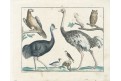Pštros a Kakadu, kolor. mědiryt, 1806