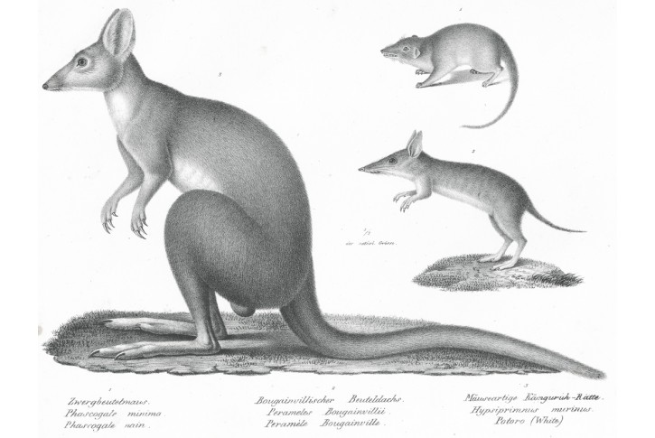 Klokan, Schinz, litografie, 1827