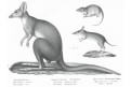 Klokan, Schinz, litografie, 1827