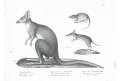 Klokan, Schinz, litografie, 1827