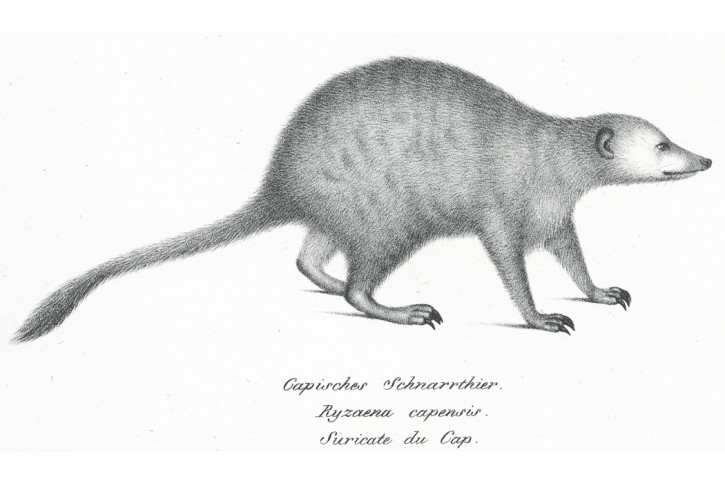 Ryzaena capensis, Schinz, litografie, 1827