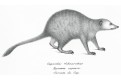Ryzaena capensis, Schinz, litografie, 1827