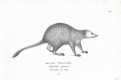 Ryzaena capensis, Schinz, litografie, 1827