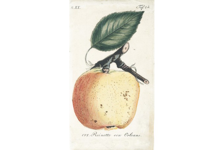 Jablko Reneta, Sickler, kolor. mědiryt, 1794