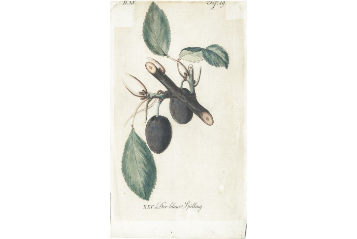 Švestka, Sickler, kolor. mědiryt, 1794