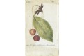Višně, Sickler, kolor. mědiryt, 1794