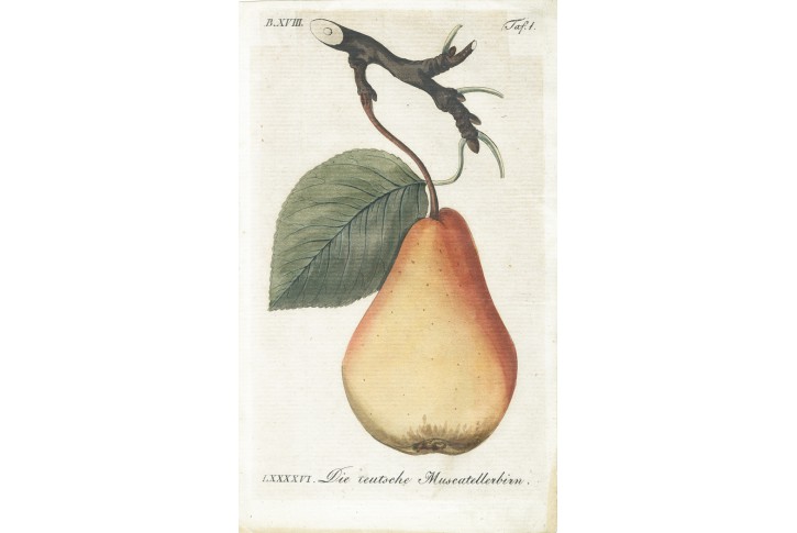Hruška, Sickler, kolor. mědiryt, 1794