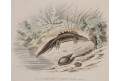 Mlok - Salamandr, kolor. litografie, (1880)