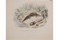 Mlok - Salamandr, kolor. litografie, (1880)