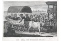 Turecký povoz, Lloyd,, oceloryt, (1860)