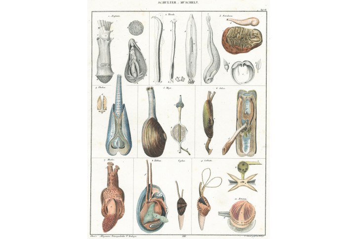 Mušle, Oken,  litografie, 1841