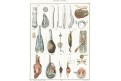 Mušle, Oken,  litografie, 1841