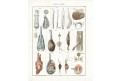 Mušle, Oken,  litografie, 1841