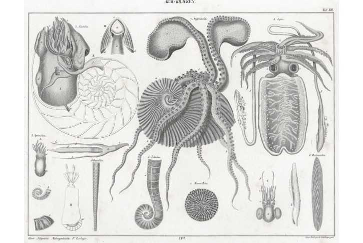 Chobotnice, Oken,  litografie, 1841