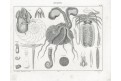 Chobotnice, Oken,  litografie, 1841
