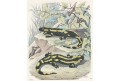 Salamandr Mlok, kolor. litografie , 1852