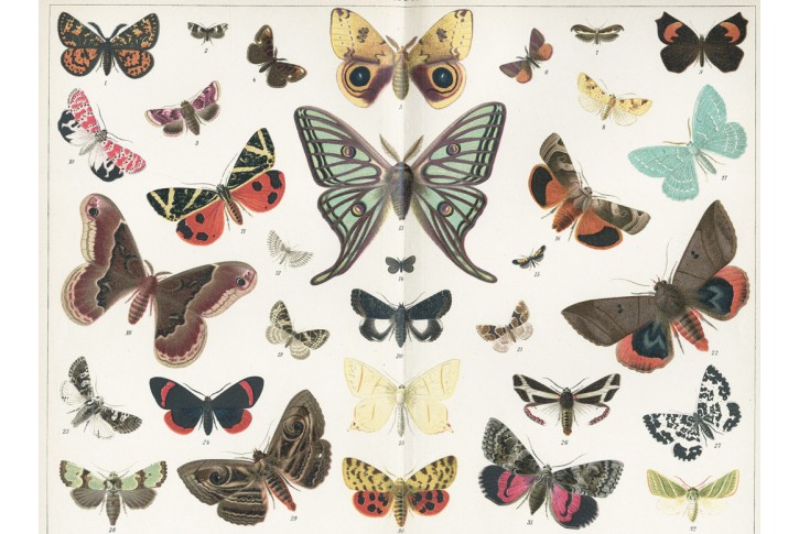 Motýli, Brockhaus, chromolitografie 1897
