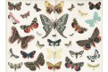 Polární záře, Brockhaus, chromolitografie 1897