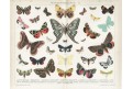 Polární záře, Brockhaus, chromolitografie 1897