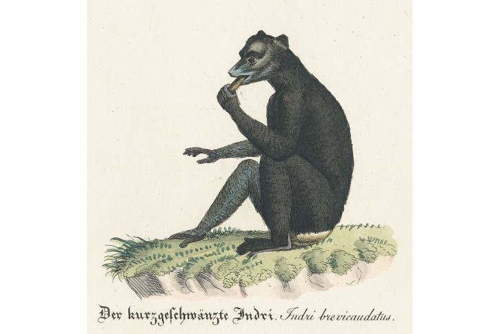 Indri Lemur, kolor. mědiryt, (1820)