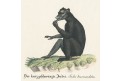 Indri Lemur, kolor. mědiryt, (1820)