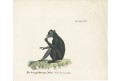 Indri Lemur, kolor. mědiryt, (1820)