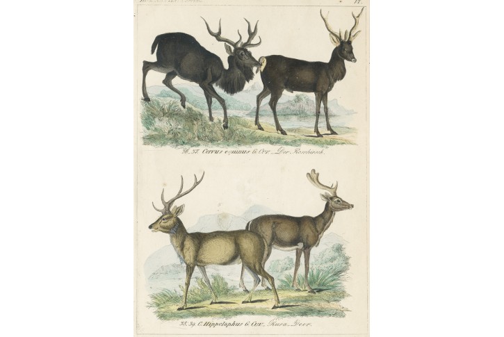 Jeleni,  Reichenbachkolor. litografie, 1846
