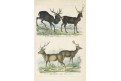 Jeleni,  Reichenbachkolor. litografie, 1846