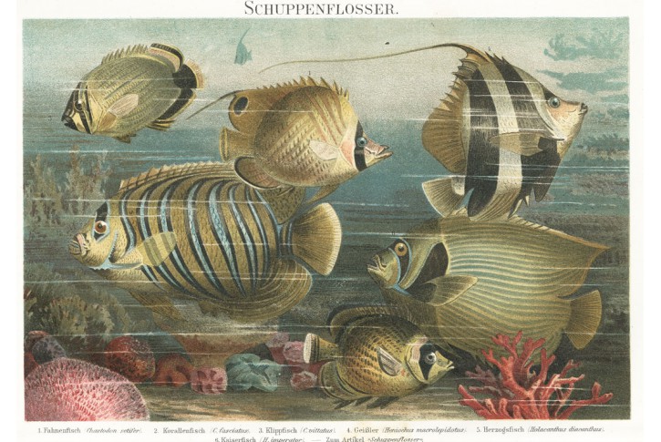 Ryby mořské Brockhaus, chromolitografie 1897