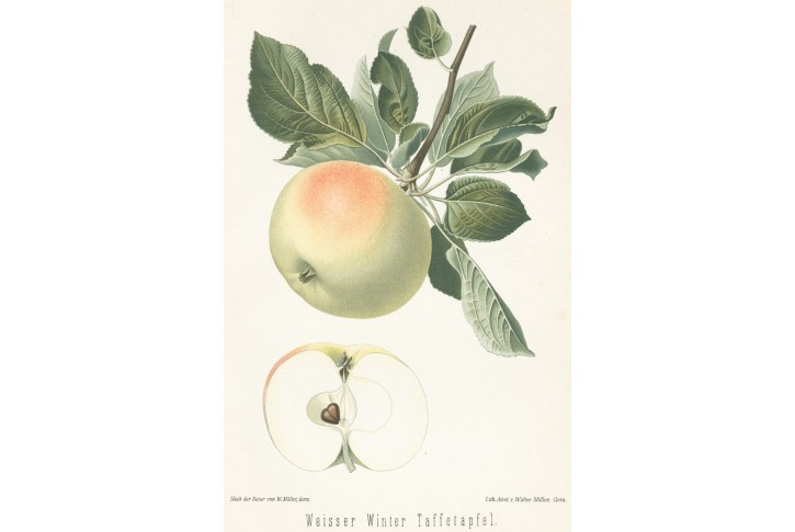 Jablko zimní, chromolitografie, Degenkolb1894