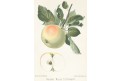 Jablko zimní, chromolitografie, Degenkolb1894