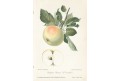 Jablko zimní, chromolitografie, Degenkolb1894
