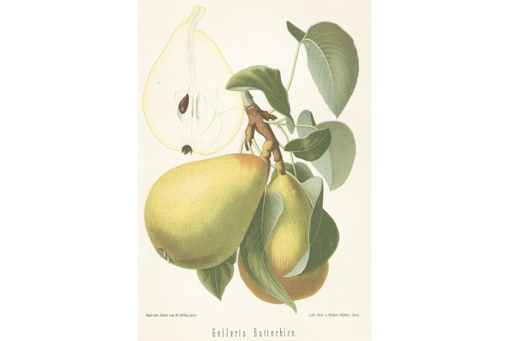 Hruška máslovka, chromolitografie, Degenkolb1894