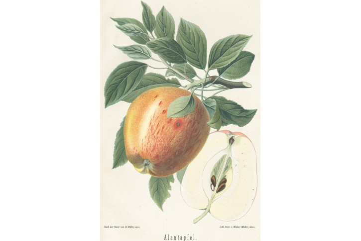Jablko, chromolitografie, Degenkolb1894