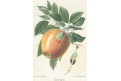 Jablko, chromolitografie, Degenkolb1894