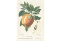 Jablko, chromolitografie, Degenkolb1894