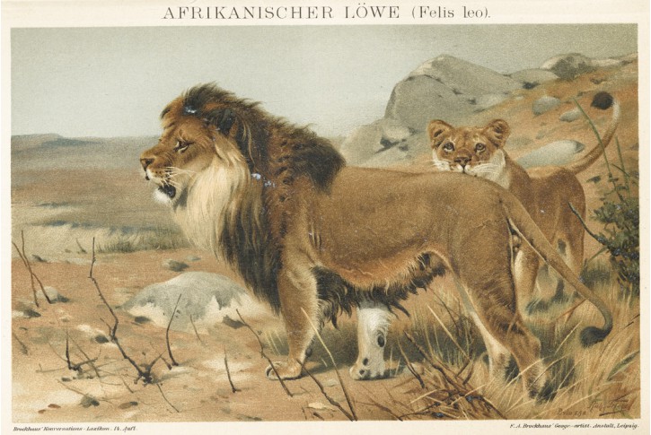 Lev, Brockhaus, chromolitografie 1897