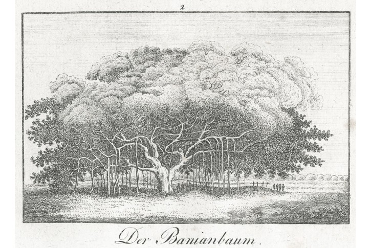 Banyan - Indický fíkovník, litografie, (1830)