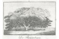 Banyan - Indický fíkovník, litografie, (1830)