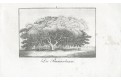 Banyan - Indický fíkovník, litografie, (1830)