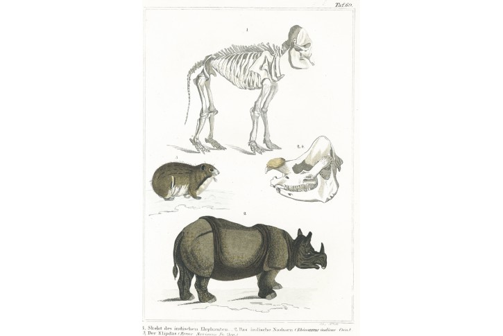 Hroch a sloní kostra, kolor. litografie, (1860)