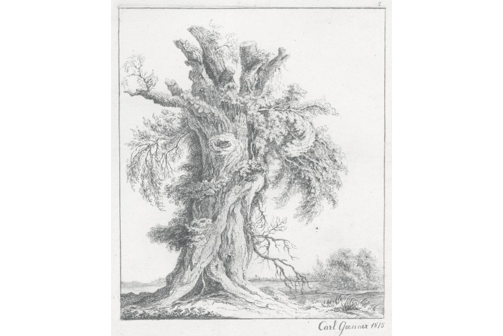 Strom, Goenner,  kresba tužkou 1815