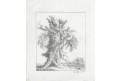 Strom, Goenner,  kresba tužkou 1815