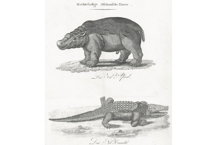 Hroch Krokodýl, André, mědiryt, 1820