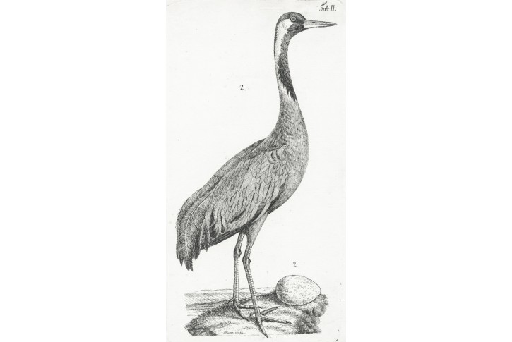 Jeřáb popelavý,  Nauman, lept 1797