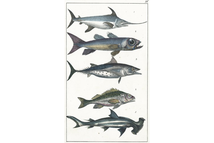 Mečoun Kladivoun, kolor. litografie, 1844