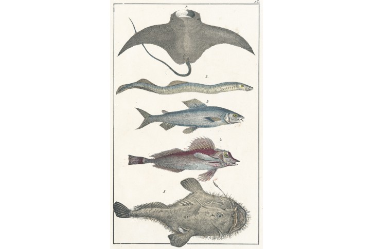 Mořský dˇas, úhoř, kolor. litografie, 1844
