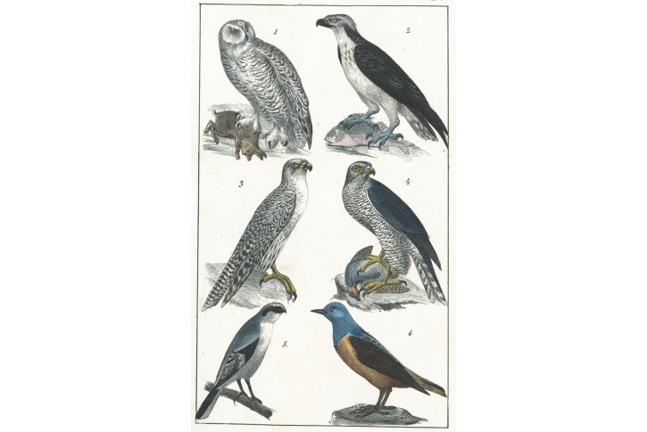 Draví ptáci, kolor. litografie, 1844