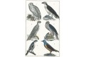 Draví ptáci, kolor. litografie, 1844